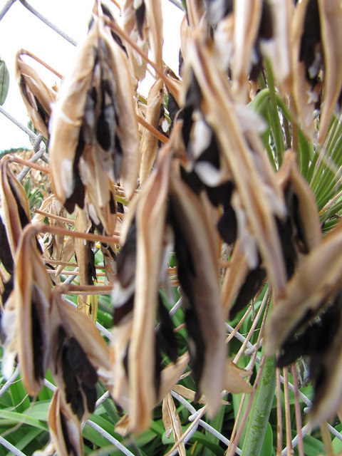 Agapanthus praecox