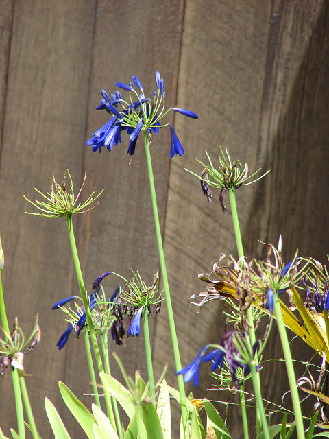 Agapanthus praecox