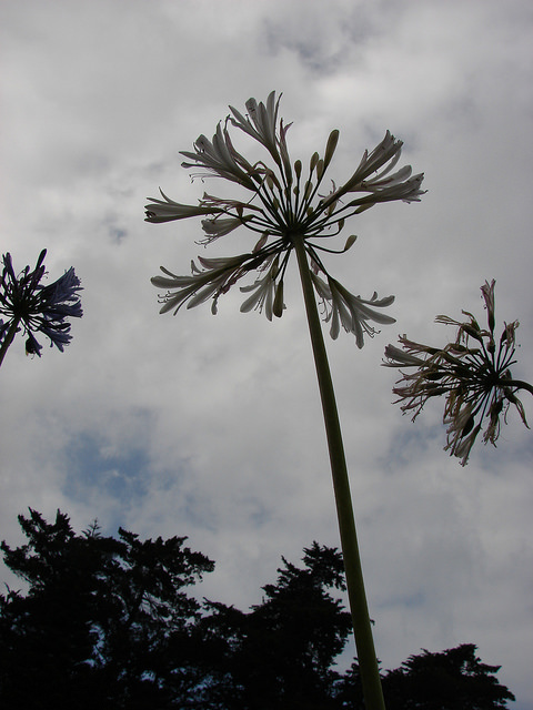 Agapanthus praecox
