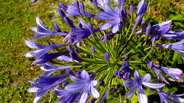 Agapanthus praecox (Agapanthus praecox)