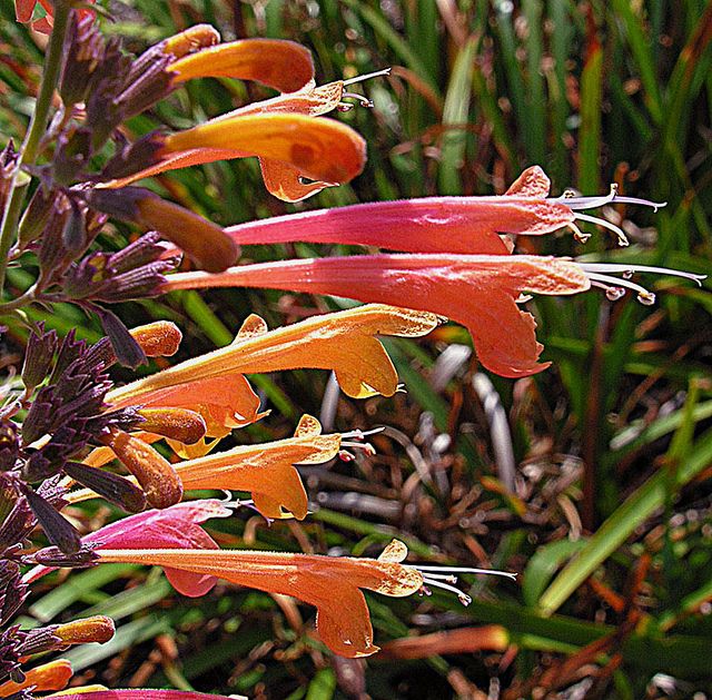 Agastache aurantiaca