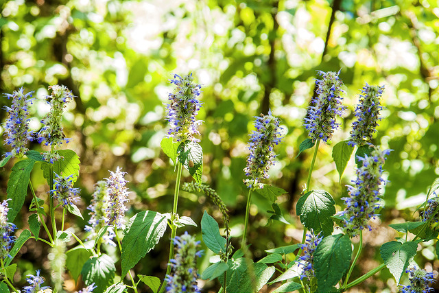 Agastache aurantiaca
