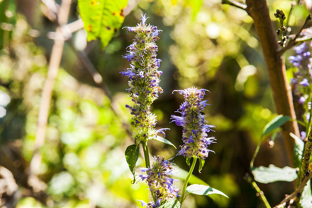 Agastache aurantiaca