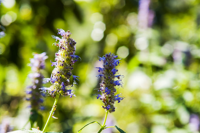 Agastache aurantiaca