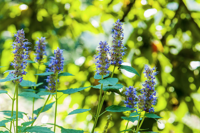 Agastache aurantiaca