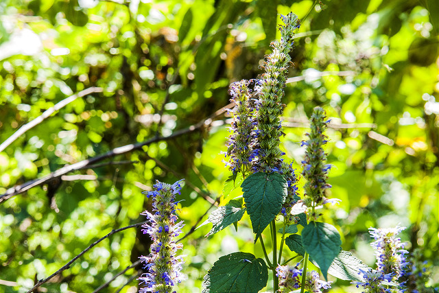 Agastache aurantiaca (Agastache aurantiaca)
