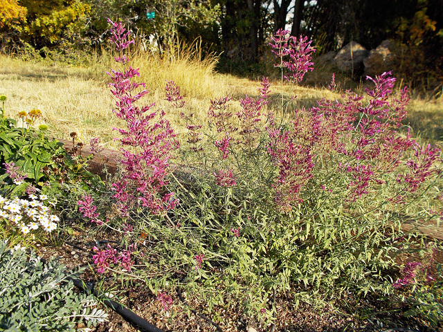 Agastache cana