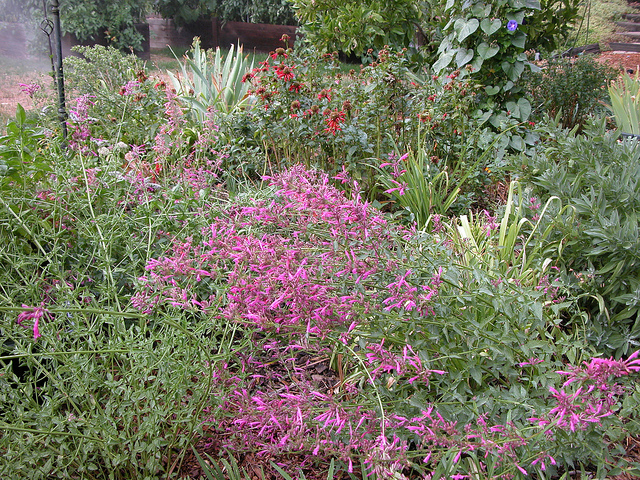 Agastache cana (Agastache cana)