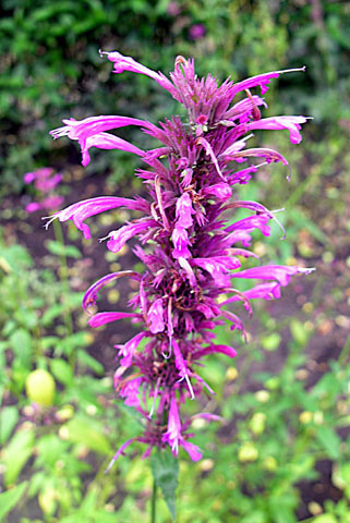 Agastache mexicana (Agastache mexicana)
