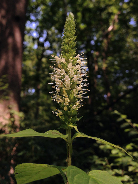 Agastache nepetoides (Agastache nepetoides)