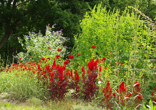 Agastache nepetoides