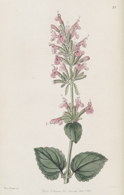 Agastache pallida (Agastache pallida)