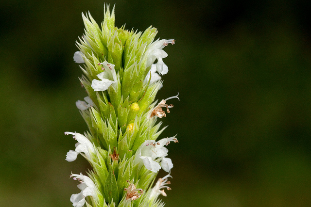 Agastache pallidiflora