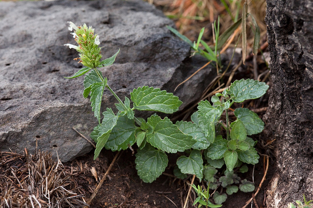 Agastache pallidiflora