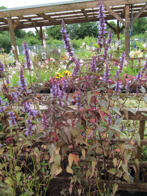 Agastache