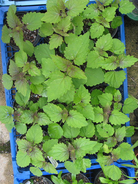 Agastache