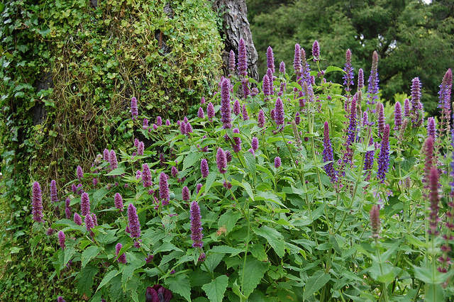 Agastache