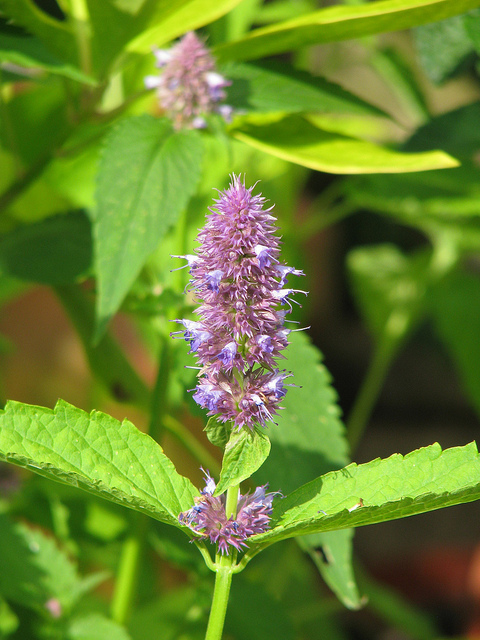 Agastache