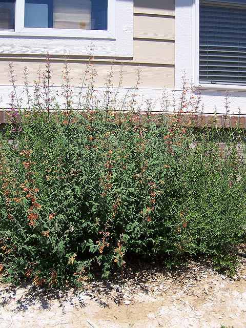 Agastache rupestris