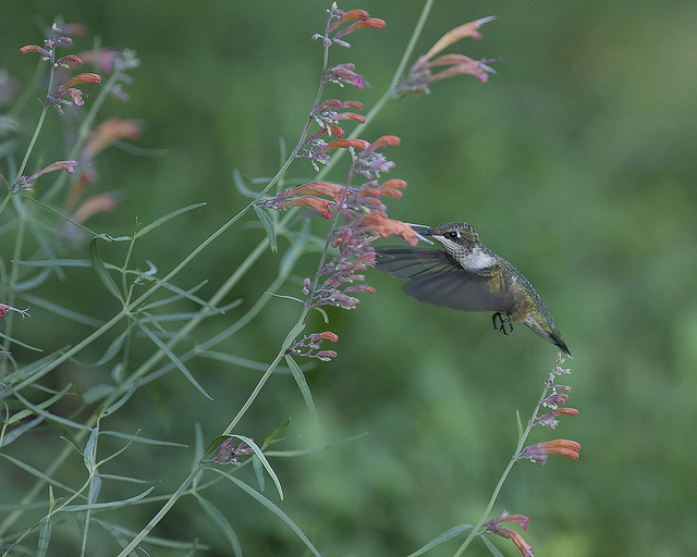 Agastache rupestris