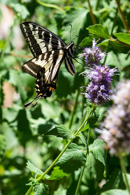 Agastache urticifolia