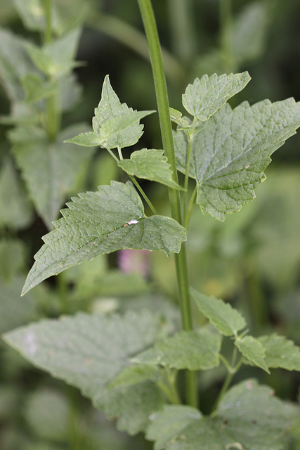 Agastache urticifolia