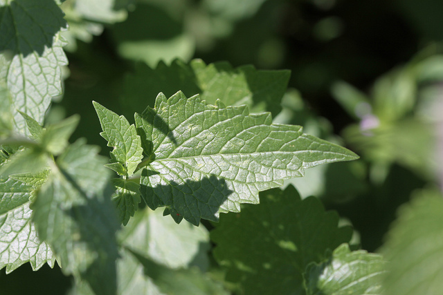 Agastache urticifolia