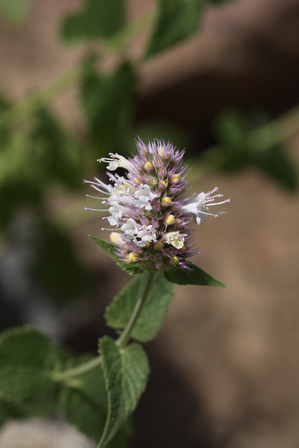 Agastache urticifolia