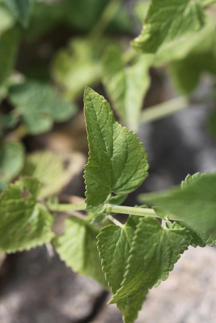 Agastache urticifolia