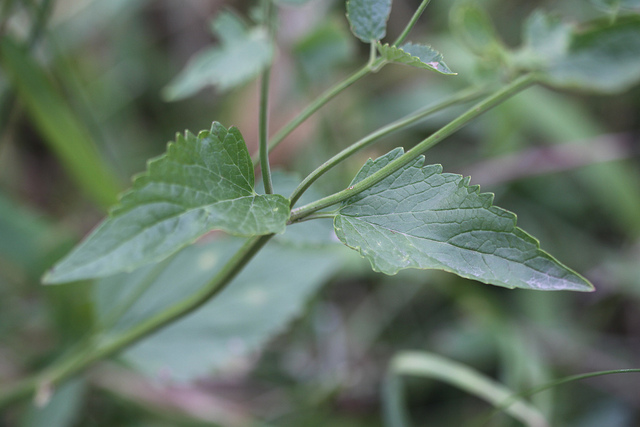 Agastache urticifolia (Agastache urticifolia)
