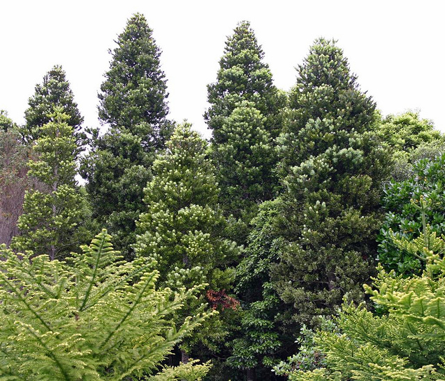 Agathis australis