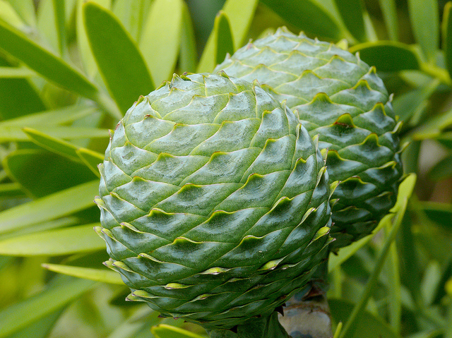 Agathis australis