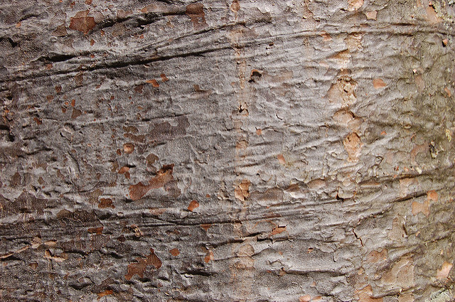 Agathis australis