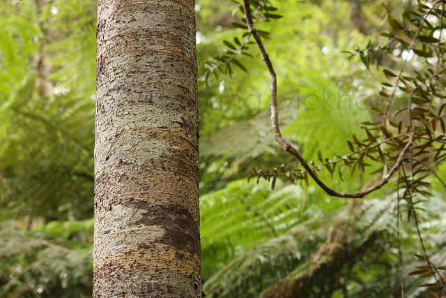Agathis australis