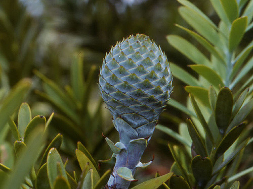 Agathis australis (Agathis australis)