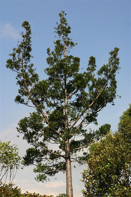 Kaori de forêt
