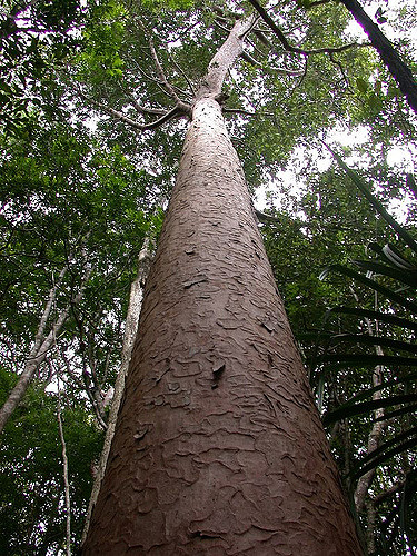 Kaori de forêt