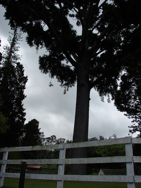 Agathis robusta