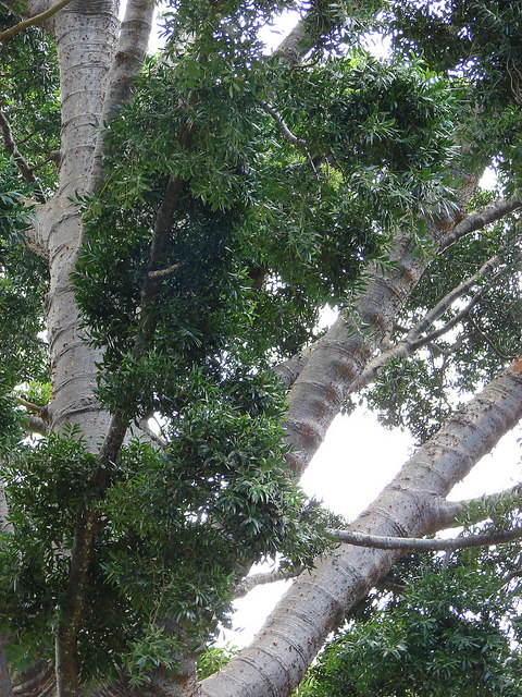 Agathis robusta