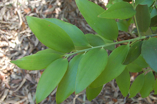 Agathis robusta (Agathis robusta)