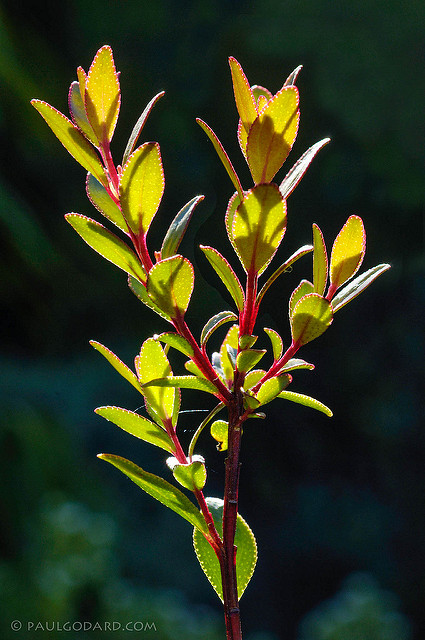 Buchu (Agathosma betulina)