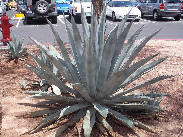 Agave americana