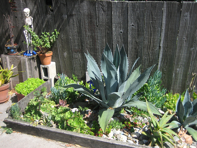 Agave americana
