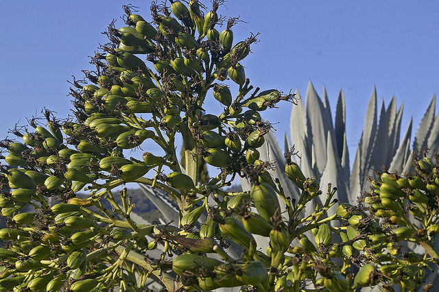 Agave americana