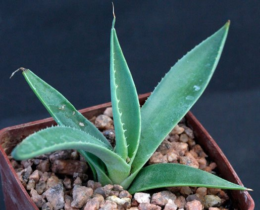 Agave applanata (Agave applanata)
