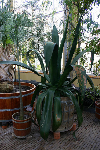 Agave atrovirens (Agave atrovirens)