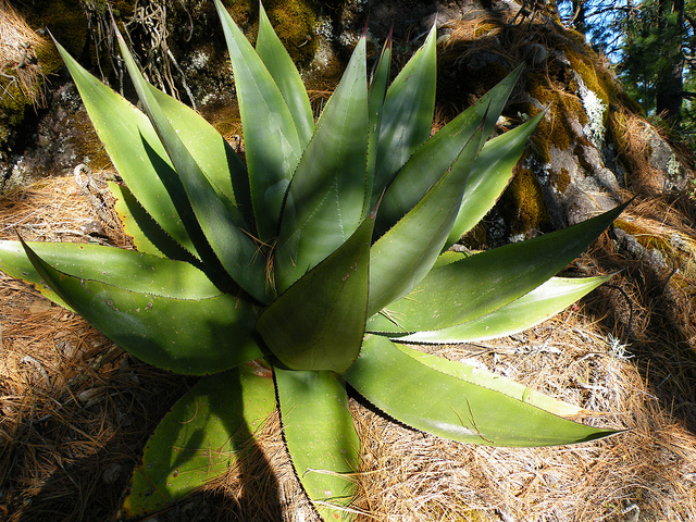 Agave atrovirens