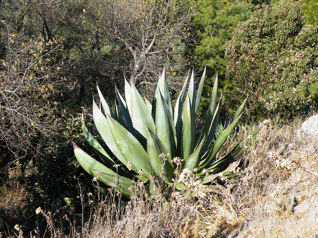 Agave atrovirens