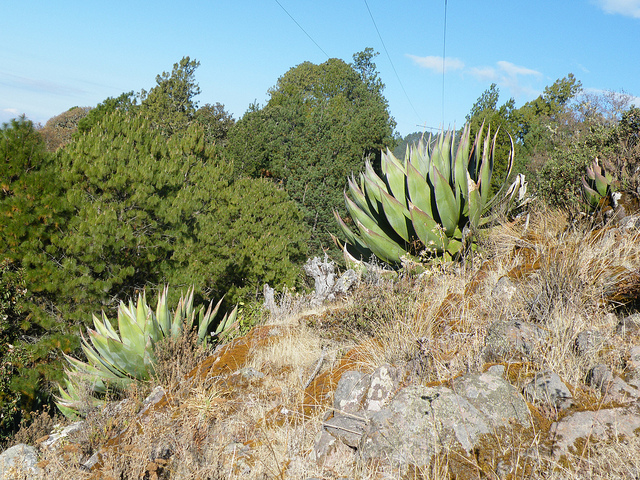 Agave atrovirens