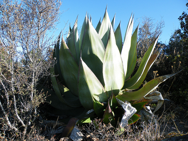 Agave atrovirens